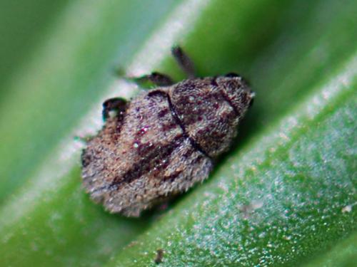 Trichosirocalus barnevillei