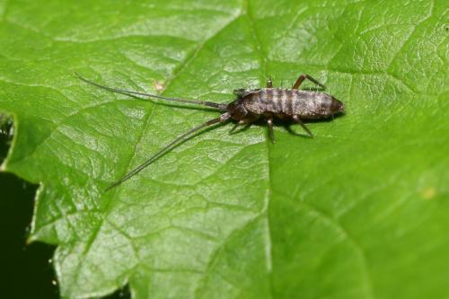Réf. 173 788 : Pogonognathellus longicornis