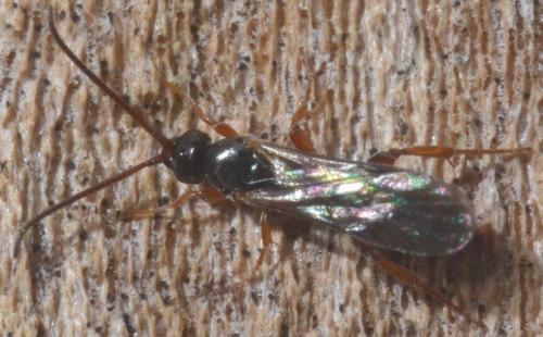 Hypsicera ecarinata