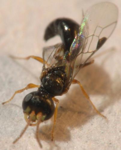 Réf. 173 091 : Spilomena mocsaryi