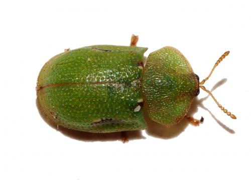 Réf. 173 910 : Cassida pyrenaea