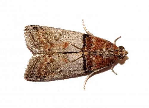 Réf. 173 997 : Sciota sp.