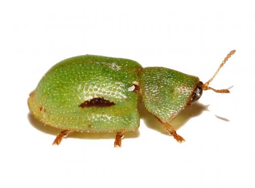Réf. 173 911 : Cassida pyrenaea