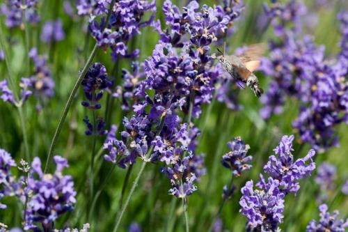 Macroglossum stellatarum