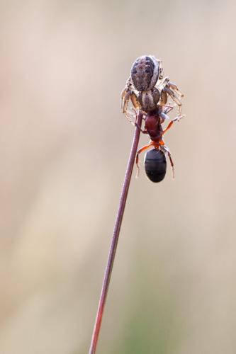 Xysticus sp.