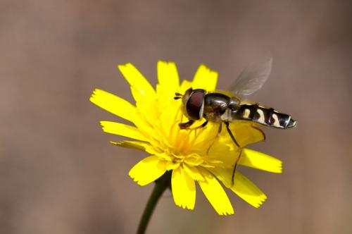 Scaeva pyrastri