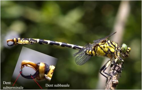 Onychogomphus forcipatus
