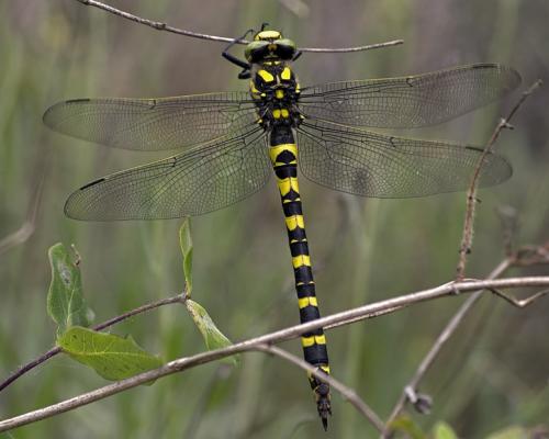 Cordulegaster boltonii immaculifrons