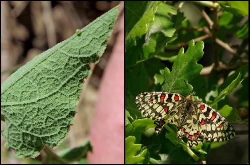 Zerynthia rumina