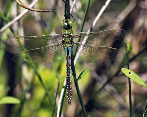 Réf. 173 817 : Anax imperator