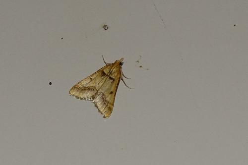 Réf. 173 084 : Stemmatophora brunnealis