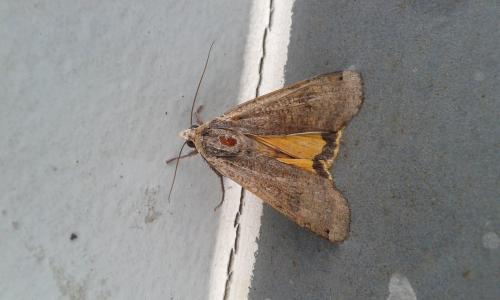 Noctua pronuba
