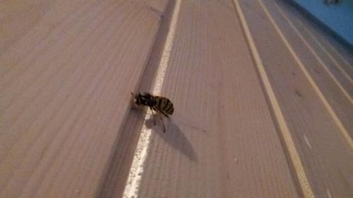 Vespula germanica