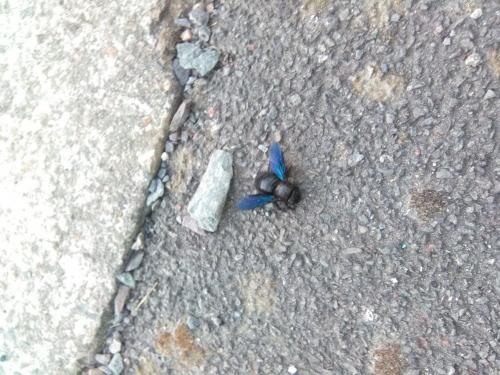 Xylocopa sp.