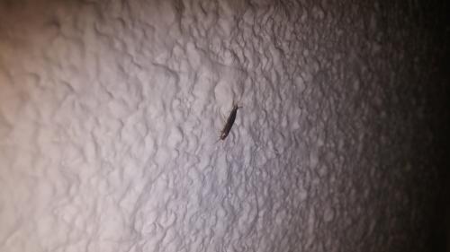 Lepisma saccharina