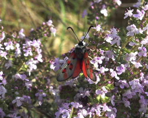 Réf. 173 987 : Zygaena rhadamanthus