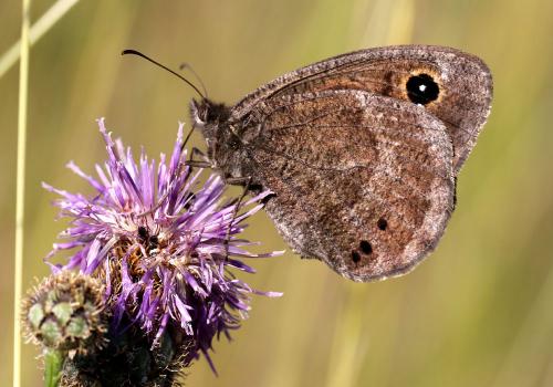 Réf. 173 412 : Satyrus ferula