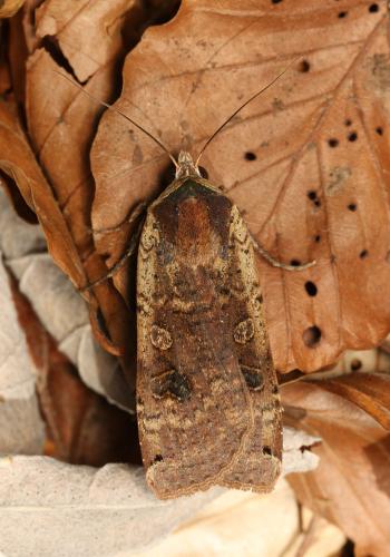 Noctua pronuba