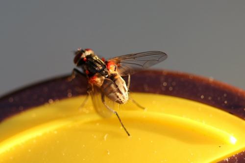 Réf. 173 085 : Musca sp.