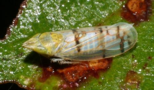Japananus hyalinus