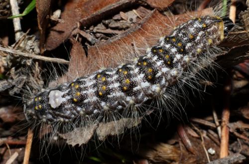 Réf. 173 435 : Subacronicta megacephala