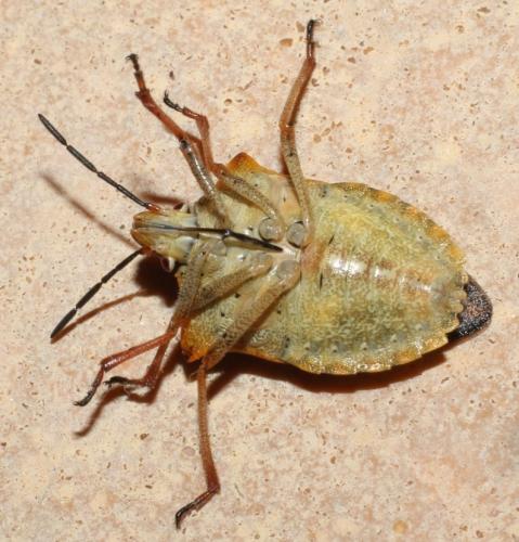 Carpocoris mediterraneus atlanticus