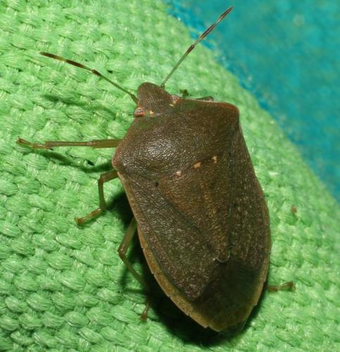 Nezara viridula