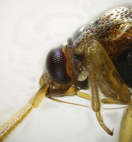 Deraeocoris lutescens