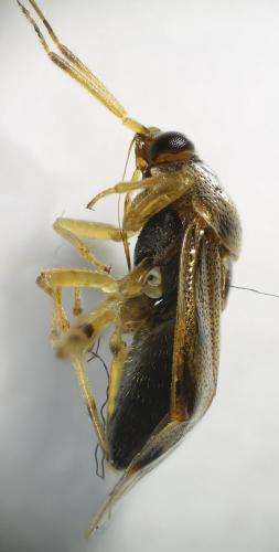 Réf. 173 735 : Deraeocoris lutescens