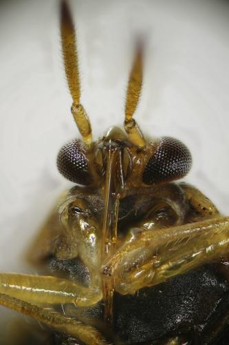 Deraeocoris lutescens