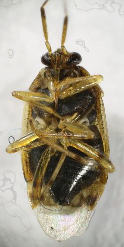 Deraeocoris lutescens