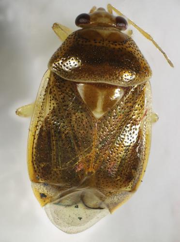 Deraeocoris lutescens