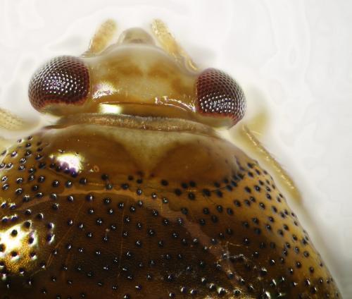 Deraeocoris lutescens
