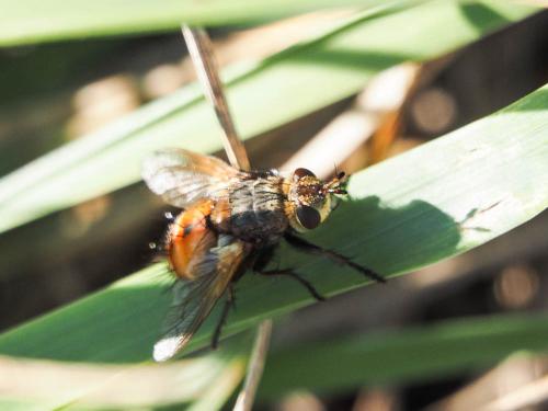 Réf. 173 471 : Tachina praeceps