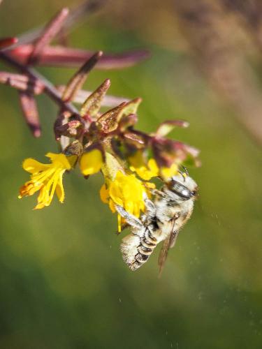 Megachile sp.