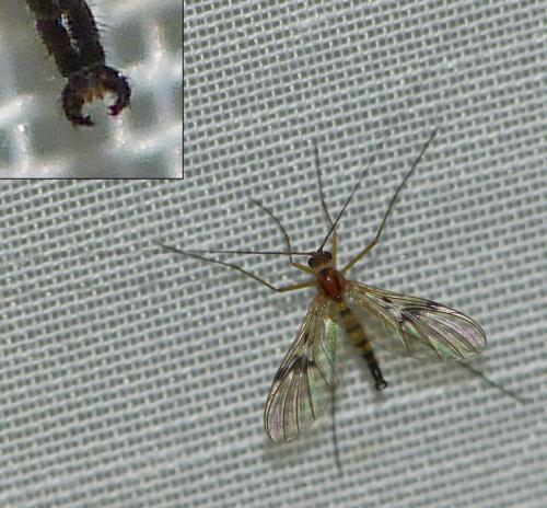 Macrocera centralis