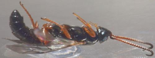 Réf. 173 811 : Hypsicera ecarinata