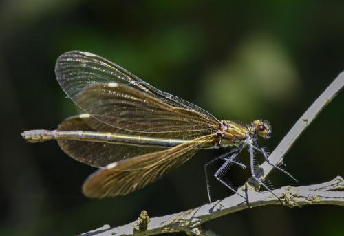 Calopteryx virgo