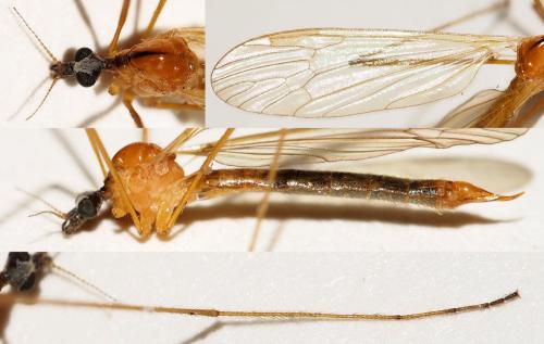 Phylidorea fulvonervosa