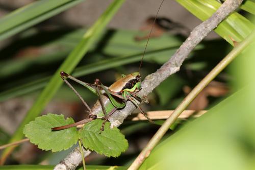 Eupholidoptera tyrrhenica
