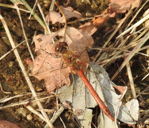 Sympetrum striolatum