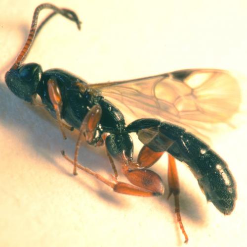 Réf. 173 812 : Hypsicera ecarinata