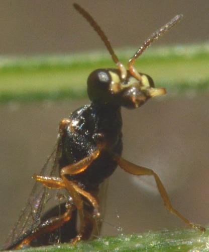 Réf. 173 093 : Spilomena mocsaryi