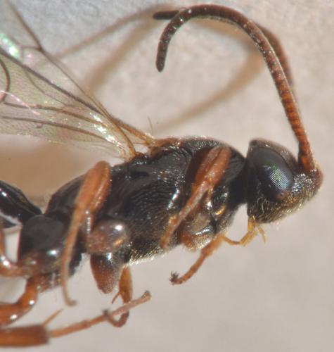 Réf. 173 813 : Hypsicera ecarinata