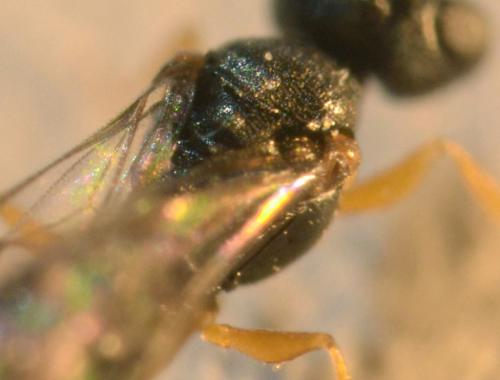Réf. 173 095 : Spilomena mocsaryi