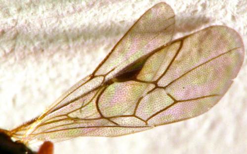 Réf. 173 814 : Hypsicera ecarinata