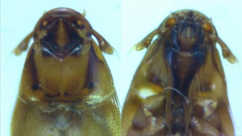 Réf. 173 363 : Platypsyllus castoris