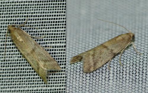 Réf. 173 399 : Ephestia sp.