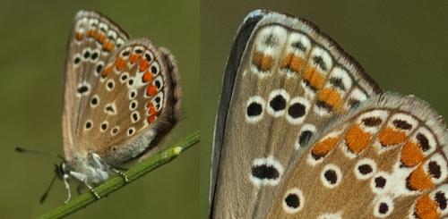 Réf. 173 026 : Polyommatus sp.