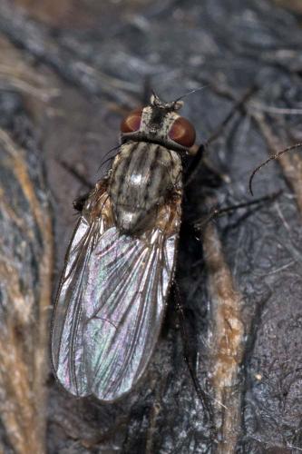Fannia sp.